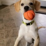 Unmistaken Stars - Canine Camping MA