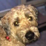 Unmistaken Stars - Canine Camping MA