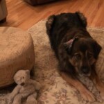 Unmistaken Stars - Canine Camping MA