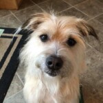 Unmistaken Stars - Canine Camping MA