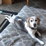 Unmistaken Stars - Canine Camping MA