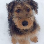 Unmistaken Stars - Canine Camping MA