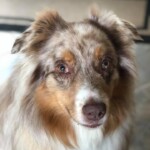 Unmistaken Stars - Canine Camping MA