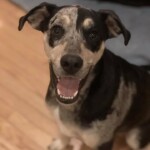 Unmistaken Stars - Canine Camping MA