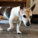 Unmistaken Stars - Canine Camping MA