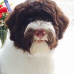 Unmistaken Stars Sanctuary Canine Grooming Hubbardston MA