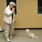 Unmistaken Stars Private Dog Lessons Instruction Hubbardston MA