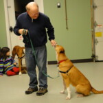 Unmistaken Stars Basic Obedience Dog Training Hubbardston MA