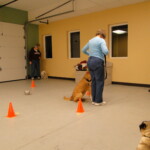 Unmistaken Stars Basic Obedience Hubbardston MA