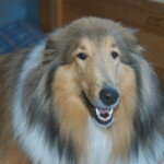 Unmistaken Stars - Canine Camping MA