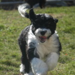 Unmistaken Stars - Canine Camping MA