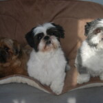 Unmistaken Stars - Canine Camping MA