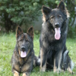 Unmistaken Stars - Canine Camping MA