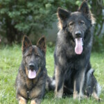 Unmistaken Stars - Canine Camping MA