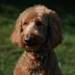 Unmistaken Stars - Canine Camping MA