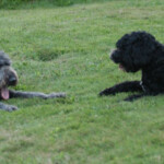 Unmistaken Stars - Canine Camping MA