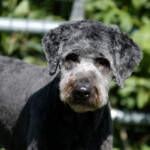 Unmistaken Stars - Canine Camping MA