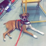 Unmistaken Stars - Service Dogs