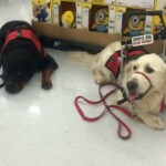 Unmistaken Stars - Service Dogs