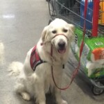 Unmistaken Stars - Service Dogs