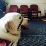 Unmistaken Stars - Service Dogs