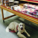 Unmistaken Stars - Service Dogs