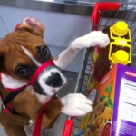 Unmistaken Stars - Service Dogs