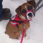 Unmistaken Stars - Service Dogs