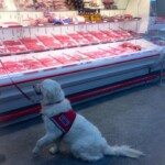 Unmistaken Stars - Service Dogs