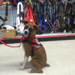 Unmistaken Stars - Service Dogs