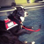 Unmistaken Stars - Service Dogs