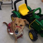 Unmistaken Stars - Service Dogs Hubbardston MA