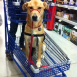 Unmistaken Stars Assistance Dog Training Hubbardston MA