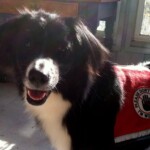 Unmistaken Stars Service Dog Training Hubbardston MA