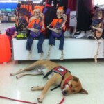 Unmistaken Stars Canine Assistance Service Dogs Hubbardston MA