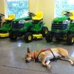 Unmistaken Stars Service Dog Training Hubbardston MA