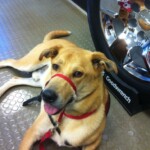 Unmistaken Stars Service Dog Training Hubbardston MA