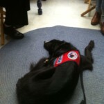 Unmistaken Stars Assistance Dog Training Hubbardston MA