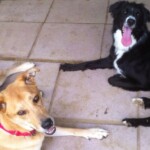 Unmistaken Stars Assistance Dog Training Hubbardston MA