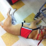 Unmistaken Stars Assistance Dog Training Hubbardston MA