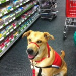 Unmistaken Stars Service Dogs Hubbardston MA