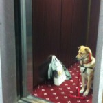 Unmistaken Stars Assistance Dogs Hubbardston MA