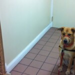 Unmistaken Stars Assistance Service Dogs Hubbardston MA