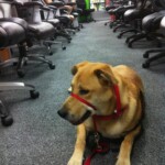 Unmistaken Stars Service Dogs Hubbardston MA