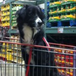 Unmistaken Stars Assistance Service Dogs Hubbardston MA