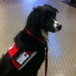 Unmistaken Stars Canine Assistance/Service Dog Training Hubbardston MA