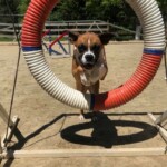 Dog Training Classes Unmistaken Stars Hubbardston MA