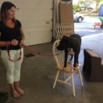 Group dog classes Unmistaken Stars Hubbardston MA