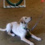 Dog Obedience Classes and Puppy Training - Unmistaken Stars Hubbardston MA
