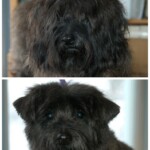 Unmistaken Stars - Grooming MA